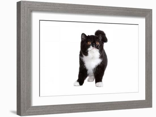 Exotic Cat-Fabio Petroni-Framed Photographic Print