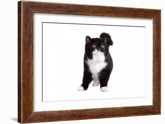 Exotic Cat-Fabio Petroni-Framed Photographic Print