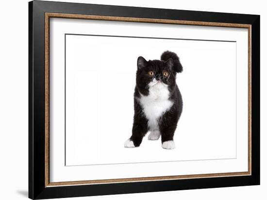 Exotic Cat-Fabio Petroni-Framed Photographic Print