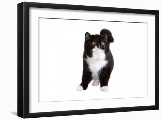 Exotic Cat-Fabio Petroni-Framed Photographic Print