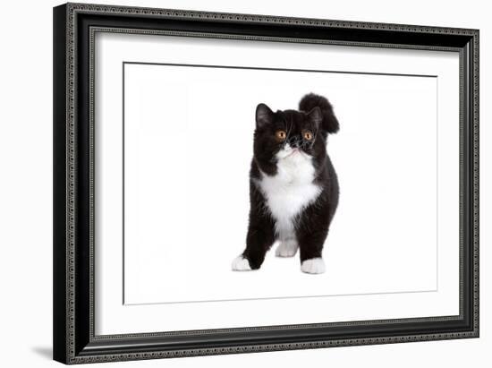 Exotic Cat-Fabio Petroni-Framed Photographic Print