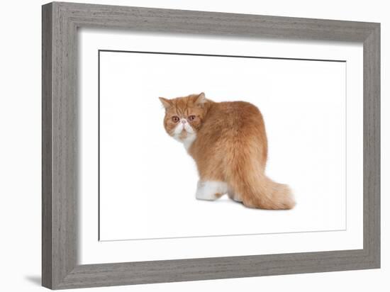 Exotic Cat-Fabio Petroni-Framed Photographic Print