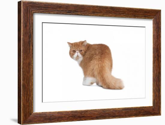 Exotic Cat-Fabio Petroni-Framed Photographic Print