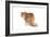 Exotic Cat-Fabio Petroni-Framed Photographic Print