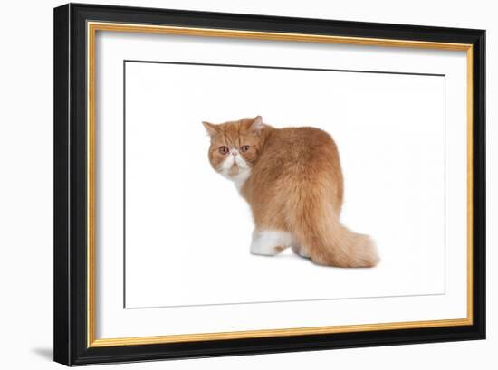 Exotic Cat-Fabio Petroni-Framed Photographic Print