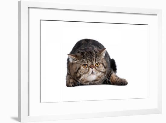 Exotic Cat-Fabio Petroni-Framed Photographic Print