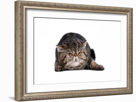 Exotic Cat-Fabio Petroni-Framed Photographic Print