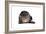 Exotic Cat-Fabio Petroni-Framed Photographic Print