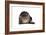 Exotic Cat-Fabio Petroni-Framed Photographic Print