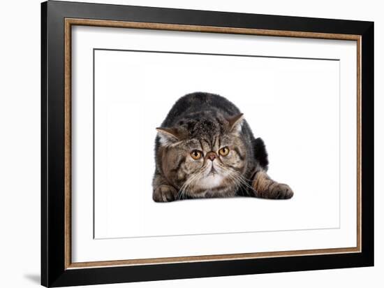 Exotic Cat-Fabio Petroni-Framed Photographic Print