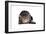 Exotic Cat-Fabio Petroni-Framed Photographic Print