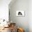 Exotic Cat-Fabio Petroni-Mounted Photographic Print displayed on a wall