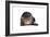 Exotic Cat-Fabio Petroni-Framed Photographic Print