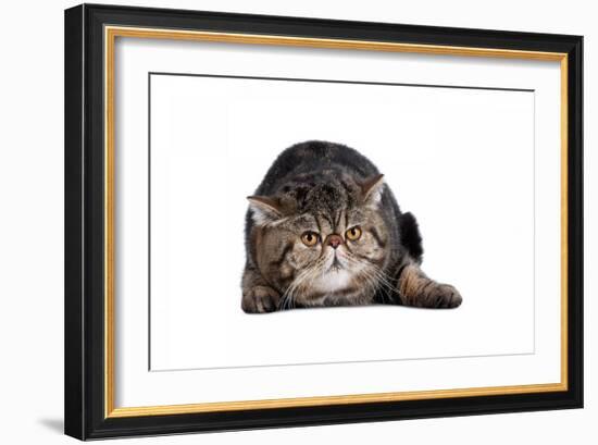 Exotic Cat-Fabio Petroni-Framed Photographic Print