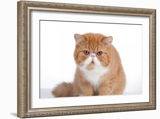 Exotic Cat-Fabio Petroni-Framed Photographic Print