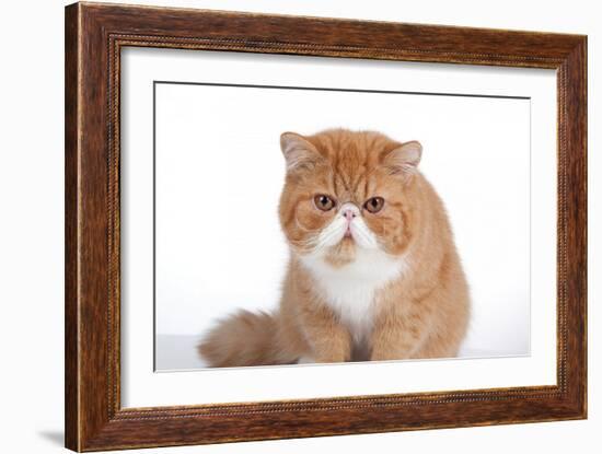 Exotic Cat-Fabio Petroni-Framed Photographic Print