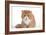 Exotic Cat-Fabio Petroni-Framed Photographic Print