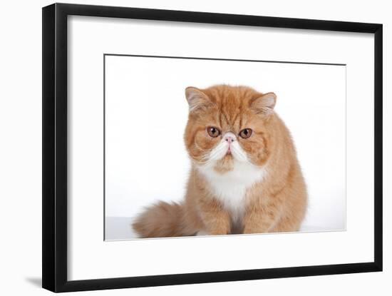 Exotic Cat-Fabio Petroni-Framed Photographic Print