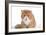 Exotic Cat-Fabio Petroni-Framed Photographic Print