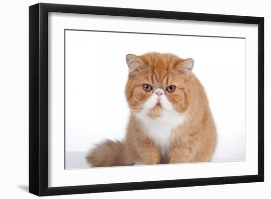 Exotic Cat-Fabio Petroni-Framed Photographic Print