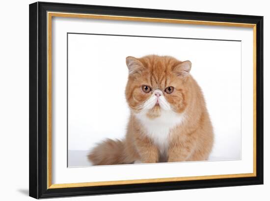 Exotic Cat-Fabio Petroni-Framed Photographic Print