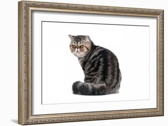 Exotic Cat-Fabio Petroni-Framed Photographic Print