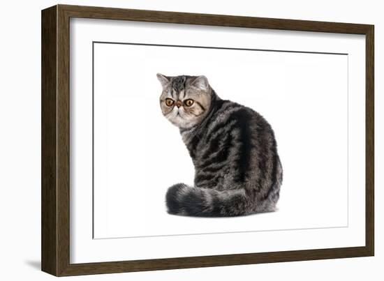 Exotic Cat-Fabio Petroni-Framed Photographic Print