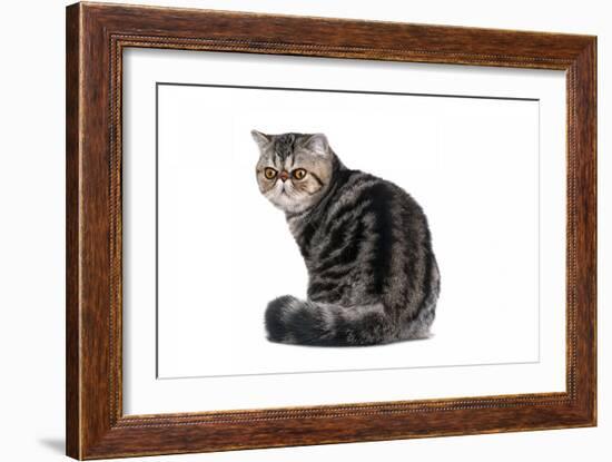 Exotic Cat-Fabio Petroni-Framed Photographic Print