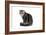 Exotic Cat-Fabio Petroni-Framed Photographic Print