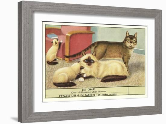 Exotic Cats-null-Framed Art Print