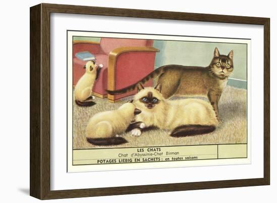 Exotic Cats-null-Framed Art Print