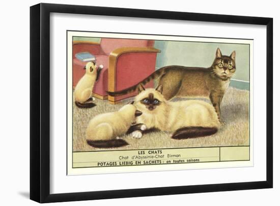 Exotic Cats-null-Framed Art Print