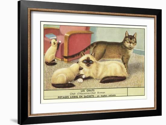 Exotic Cats-null-Framed Art Print