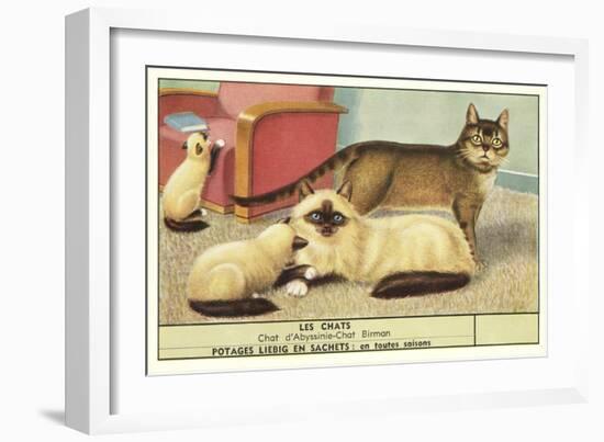 Exotic Cats-null-Framed Art Print