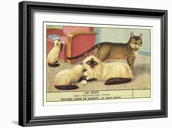 Exotic Cats-null-Framed Art Print