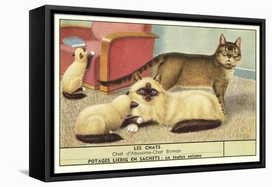 Exotic Cats-null-Framed Stretched Canvas