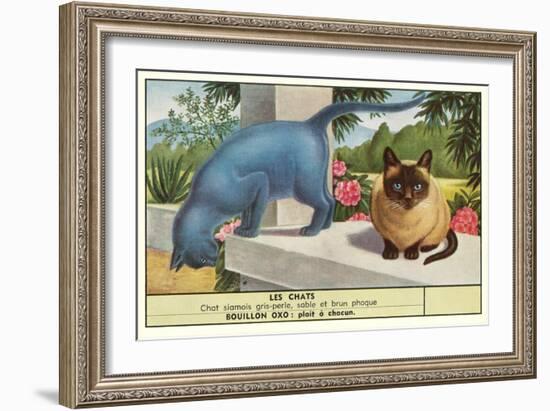 Exotic Cats-null-Framed Art Print