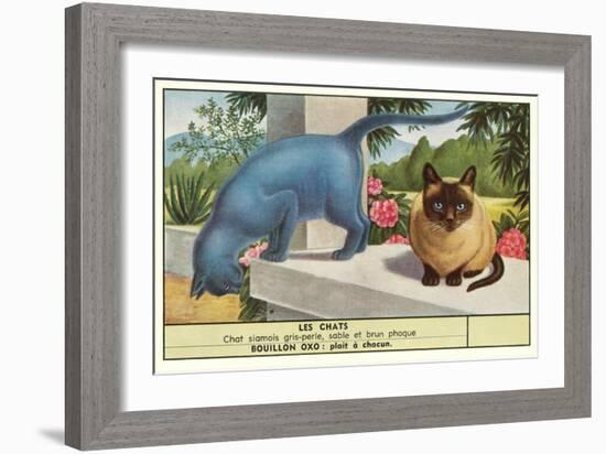 Exotic Cats-null-Framed Art Print