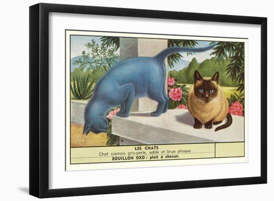 Exotic Cats-null-Framed Art Print