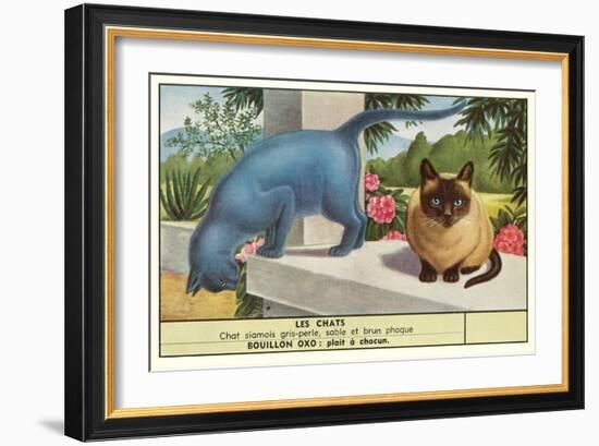 Exotic Cats-null-Framed Art Print