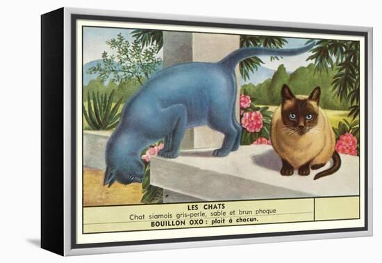 Exotic Cats-null-Framed Stretched Canvas