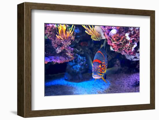 Exotic Colorful Fish among Rocks with Corals on the Bottom in Famous Aquarium of Monaco.-rglinsky-Framed Photographic Print