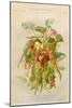 Exotic Flowers Used in Making Perfumes, Including Jasmine, Eucalyptus, Vanilla and Mimosa-null-Mounted Art Print