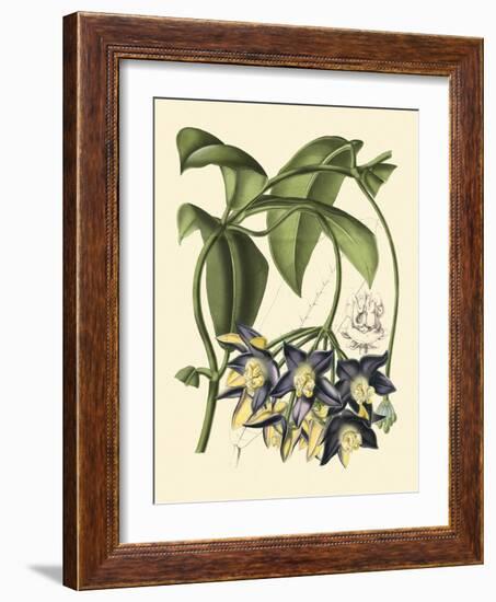 Exotic Foliage III-Vision Studio-Framed Art Print