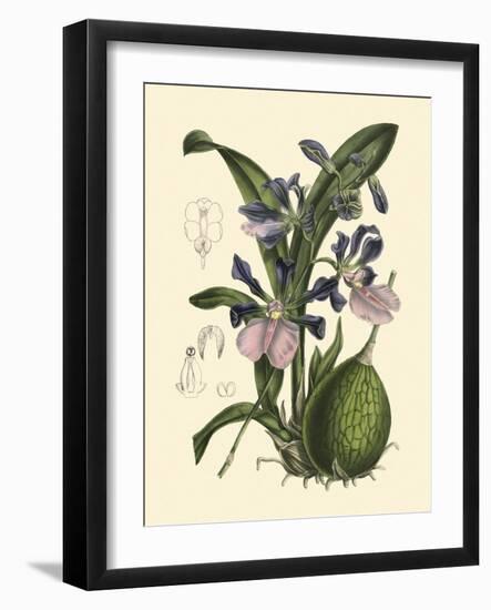 Exotic Foliage IV-Vision Studio-Framed Art Print