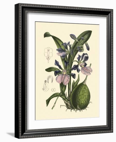 Exotic Foliage IV-Vision Studio-Framed Art Print