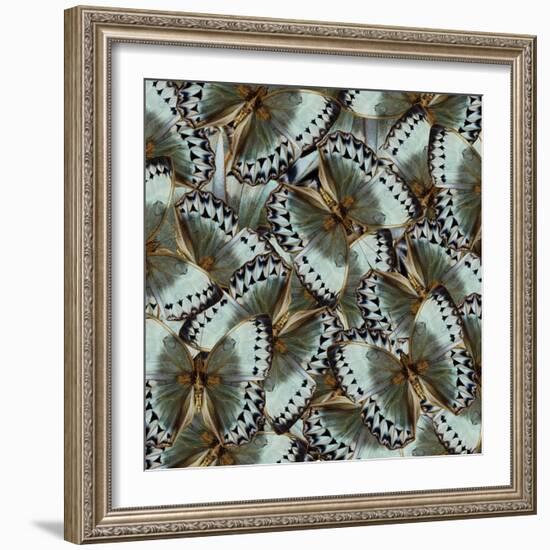 Exotic Grey and Pale Green Background Made of Cambodian Junglequeen Butterflies in the Greatest Des-Super Prin-Framed Photographic Print