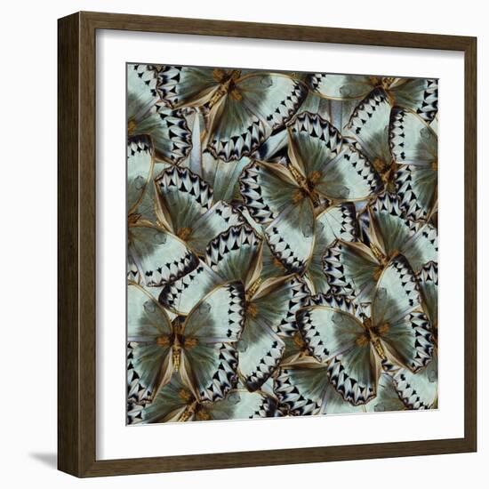 Exotic Grey and Pale Green Background Made of Cambodian Junglequeen Butterflies in the Greatest Des-Super Prin-Framed Photographic Print