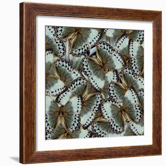 Exotic Grey and Pale Green Background Made of Cambodian Junglequeen Butterflies in the Greatest Des-Super Prin-Framed Photographic Print