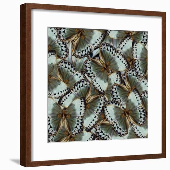 Exotic Grey and Pale Green Background Made of Cambodian Junglequeen Butterflies in the Greatest Des-Super Prin-Framed Photographic Print